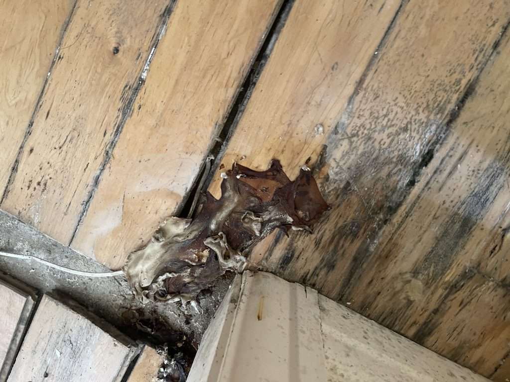 Flood Damage Experts